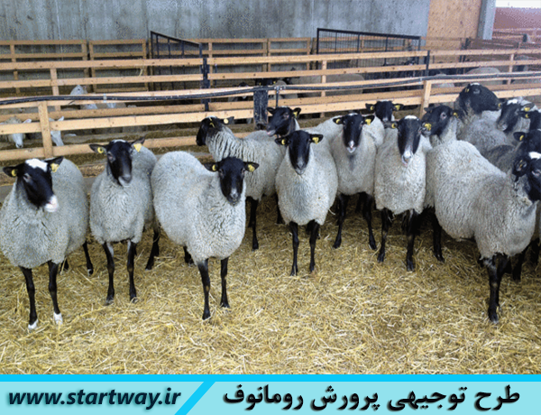 طرح توجیهی پرورش گوسفند چند قلوزا رومانف doc pdf 98