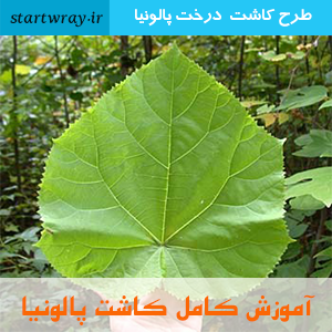 طرح توجیهی پالونیا 98 و آموزش کاشت درخت(پائولونیا)pdf 1 طرح توجیهی پالونیا 98 و آموزش کاشت درخت(پائولونیا)pdf 1