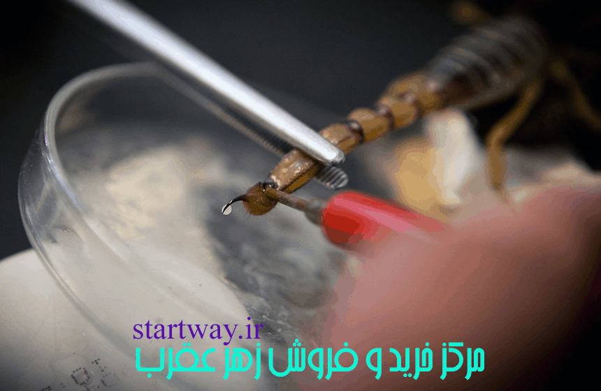 چگونه زهر عقرب را بفروشیم ؟ (همه چیز درباره زهر عقرب) 1 چگونه زهر عقرب را بفروشیم ؟ (همه چیز درباره زهر عقرب) 1