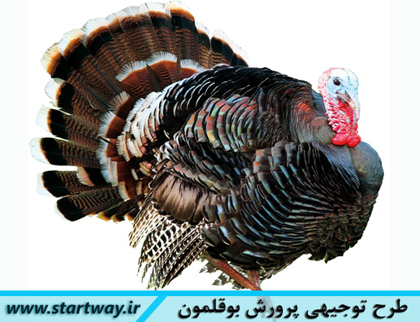 طرح توجیهی پرورش بوقلمون pdf سال 98+دوره آموزشی