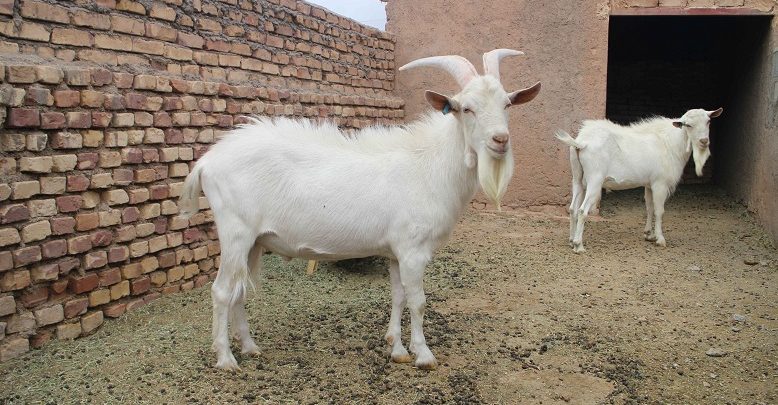 طرح توجیهی پرورش بز سانن و آلپاین