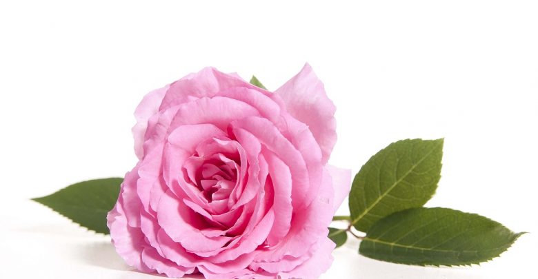 طرح توجیهی گل محمدی سال 98 doc pdf/ آموزش کاشت و کشت دیم گل محمدی 1 طرح کاشت گل محمدی