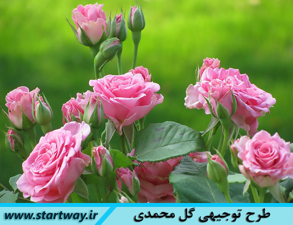 طرح توجیهی احداث مزرعه و باغ کاشت ، پرورش و تولید 2.5 تن گل محمدی تر