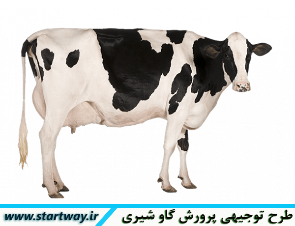 طرح توجیهی گاوداری شیری 98 30 راسی(pdf.doc) 1 طرح توجیهی گاوداری شیری 98 10،20و50 راسی