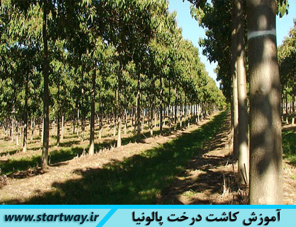 آموزش کاشت درخت پالونیا. آموزش کاشت پالونیا