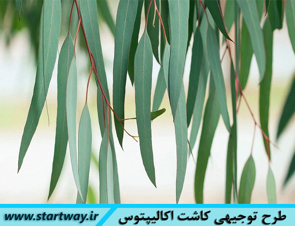 طرح توجیهی کاشت درخت اکالیپتوس(نگارش آبان 98)|طرح توجیهی زراعت چوب اکالیپتوس|طرح توجیهی درخت اکالیپتوس