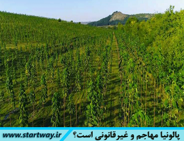 آیا درخت پالونیا مهاجم و کاشت آن غیرقانونی است