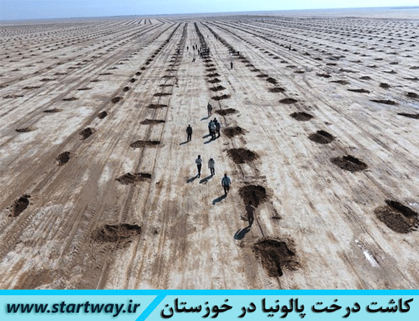 آیا کاشت درخت پالونیا در خوزستان امکان پذیر است؟