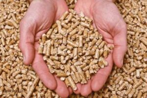 طرح توجیهی پرورش بوقلمون گوشتی