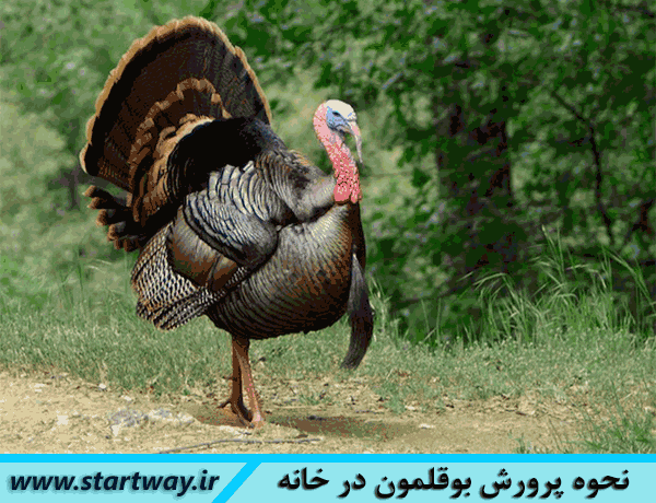 نحوه و پرورش بوقلمون به روش در خانه (پرورش بوقلمون بومی اصلاح شده)