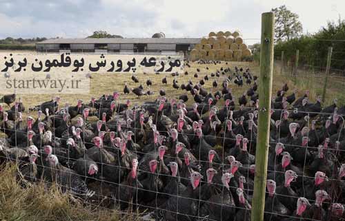 مزرعه پرورش بوقلمون گوشتی