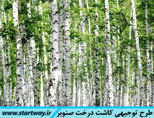 طرح توجیهی کاشت درخت صنوبر
