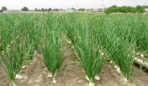 طرح توجیهی کشت موسیر - استارت وی