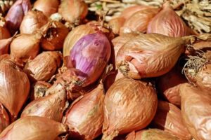 طرح کشت موسیر