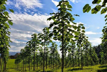 همه چیز درباره درخت پالونیا (سیر تا پیاز Paulownia)