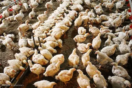 طرح توجیهی پرورش مرغ گوشتی 1000 قطعه ای (سال 1400)