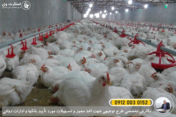 طرح توجیهی پرورش مرغ گوشتی 1000 قطعه ای - سالن پرورش