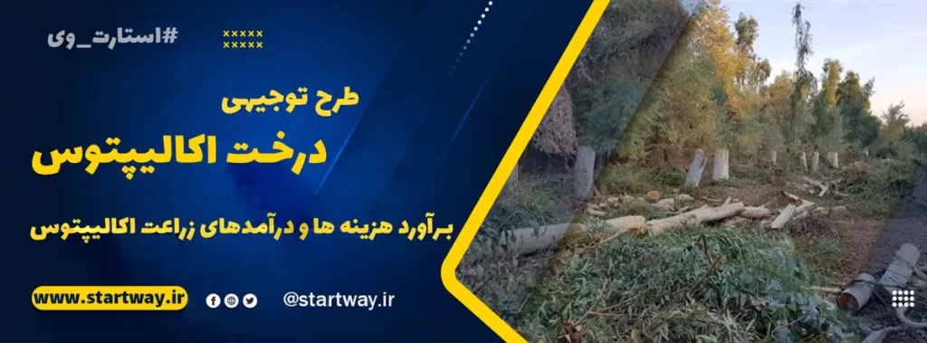 طرح توجیهی کاشت درخت اکالیپتوس سال 1404🌟PDF+WORD 1 طرح توجیهی کاشت درخت اکالیپتوس - استارت وی