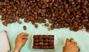 طرح توجیهی بسته بندی خرما - استارت وی