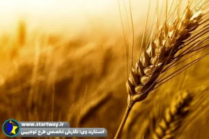 طرح توجیهی احداث شهرک غلات - استارت وی