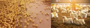 طرح توجیهی تولید رول بستر مرغداری و طیور - استارت وی