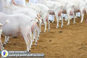 طرح امکانسنجی پرورش بز سانن - استارت وی