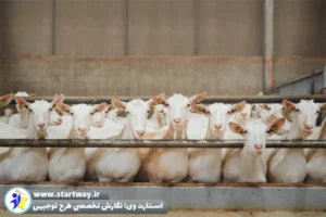 طرح امکانسنجی اقتصادی پرورش بز سانن - استارت وی