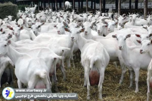 طرح راه اندازی مزرعه پرورش بز سانن - استارت وی