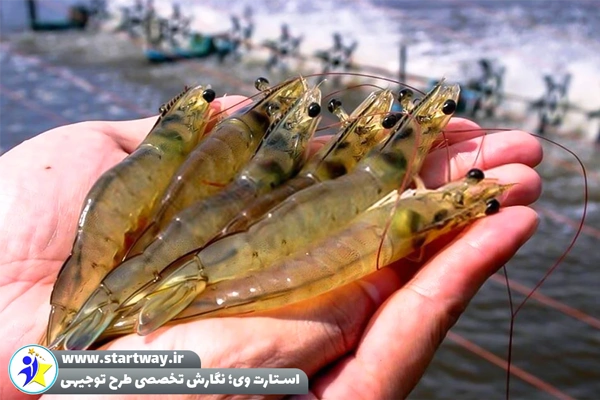 طرح توجیهی پرورش میگو