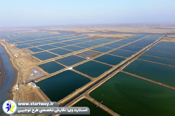 طرح توجیهی پرورش میگو