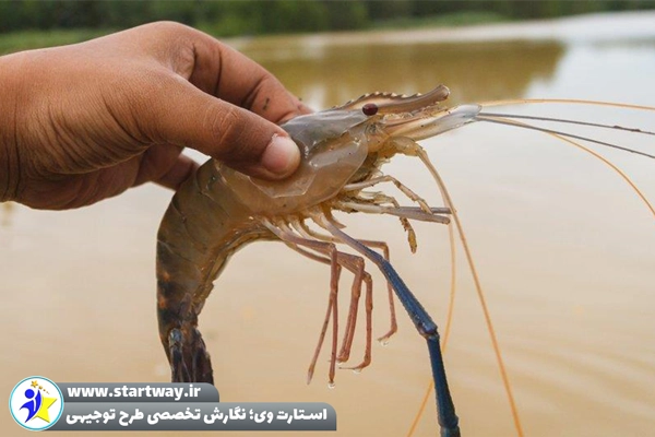 طرح توجیهی پرورش میگو