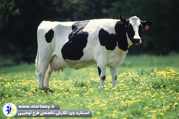 طرح توجیهی گاوداری شیری 100 راسی - استارت وی