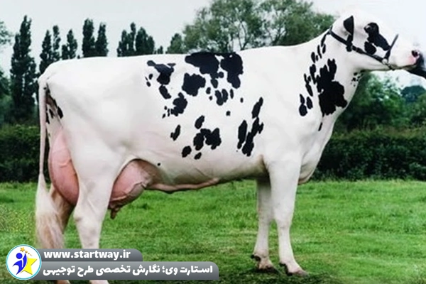 طرح توجیهی گاوداری شیری - استارت وی