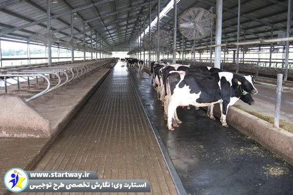 طرح توجیهی گاوداری شیری 200 راسی 1404🌟 برآورد سود، هزینه و درآمد 2 طرح توجیهی گاوداری شیری 200 راسی - استارت وی