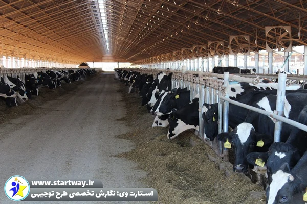 طرح توجیهی گاوداری شیری 200 راسی 1404🌟 برآورد سود، هزینه و درآمد 1 طرح توجیهی گاوداری شیری 200 راسی - استارت وی