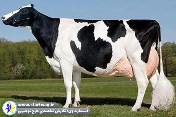 طرح توجیهی گاوداری شیری 100 راسی - استارت وی