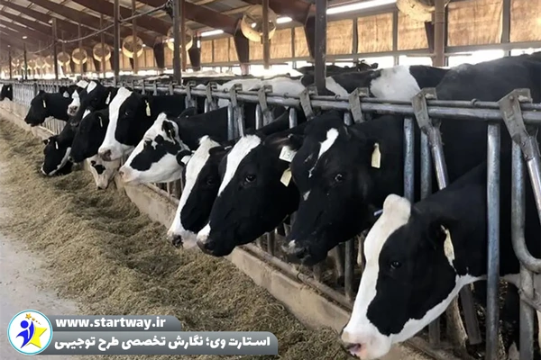 طرح توجیهی گاوداری شیری - استارت وی