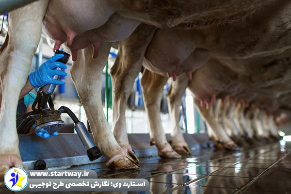 طرح توجیهی گاوداری شیری 500 راسی - استارت وی