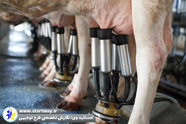 طرح توجیهی گاوداری شیری 500 راسی - استارت وی