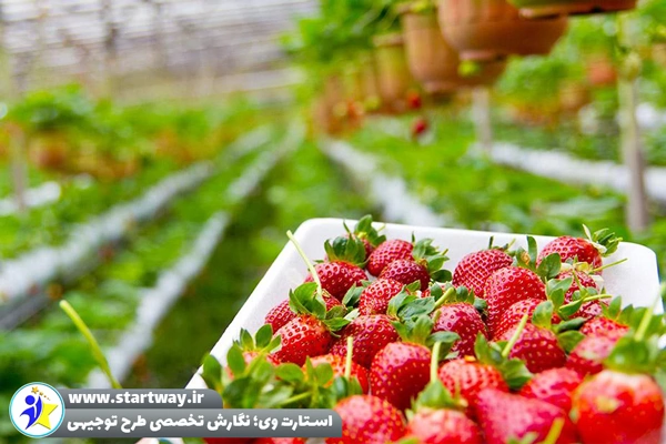 طرح توجیهی گلخانه هیدروپونیک توت‌ فرنگی - استارت وی