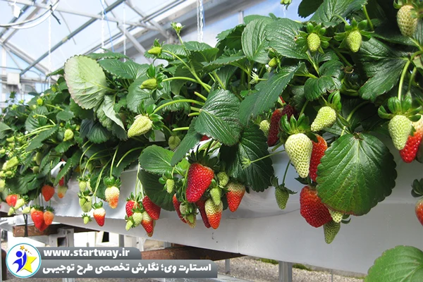 طرح توجیهی ساخت گلخانه توت‌ فرنگی - استارت وی
