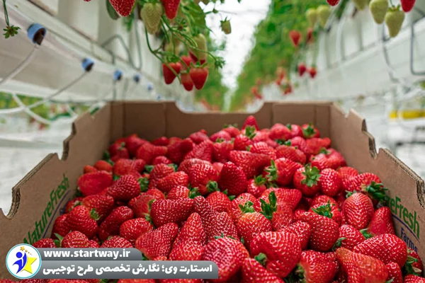 طرح توجیهی گلخانه توت‌ فرنگی - استارت وی