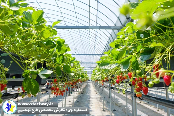 طرح توجیهی گلخانه توت‌ فرنگی - استارت وی