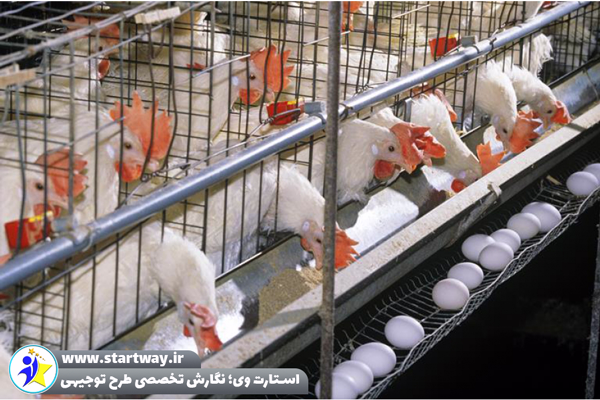 طرح توجیهی مرغ تخمگذار 30000 قطعه‌ ای