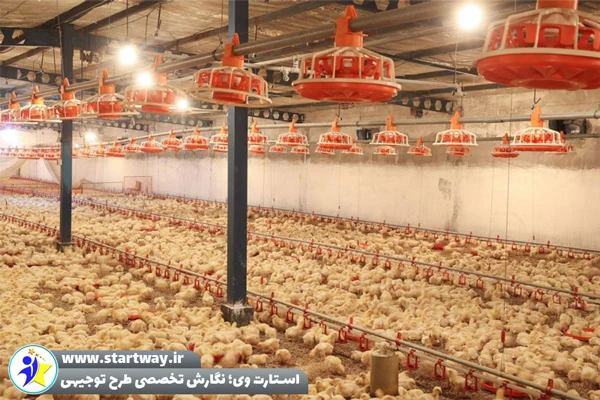 طرح توجیهی پرورش مرغ گوشتی 20000 قطعه‌ ای - استارت وی