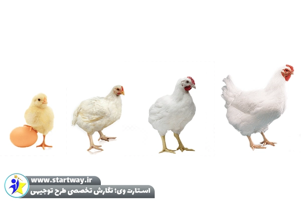 طرح توجیهی پرورش مرغ گوشتی 20000 قطعه‌ ای - استارت وی