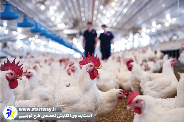 طرح توجیهی پرورش مرغ گوشتی 20000 قطعه‌ ای - استارت وی