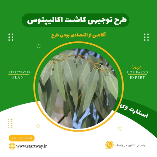طرح توجیهی کاشت درخت اکالیپتوس سال 1404🌟PDF+WORD 30 طرح توجیهی کاشت درخت اکالیپتوس - استارت وی