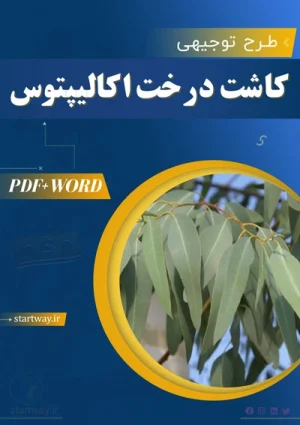طرح توجیهی کاشت درخت اکالیپتوس 10هکتار