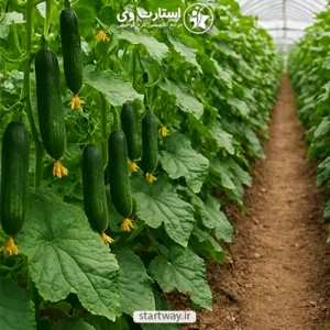 طرح توجیهی گلخانه خیار - استارت وی